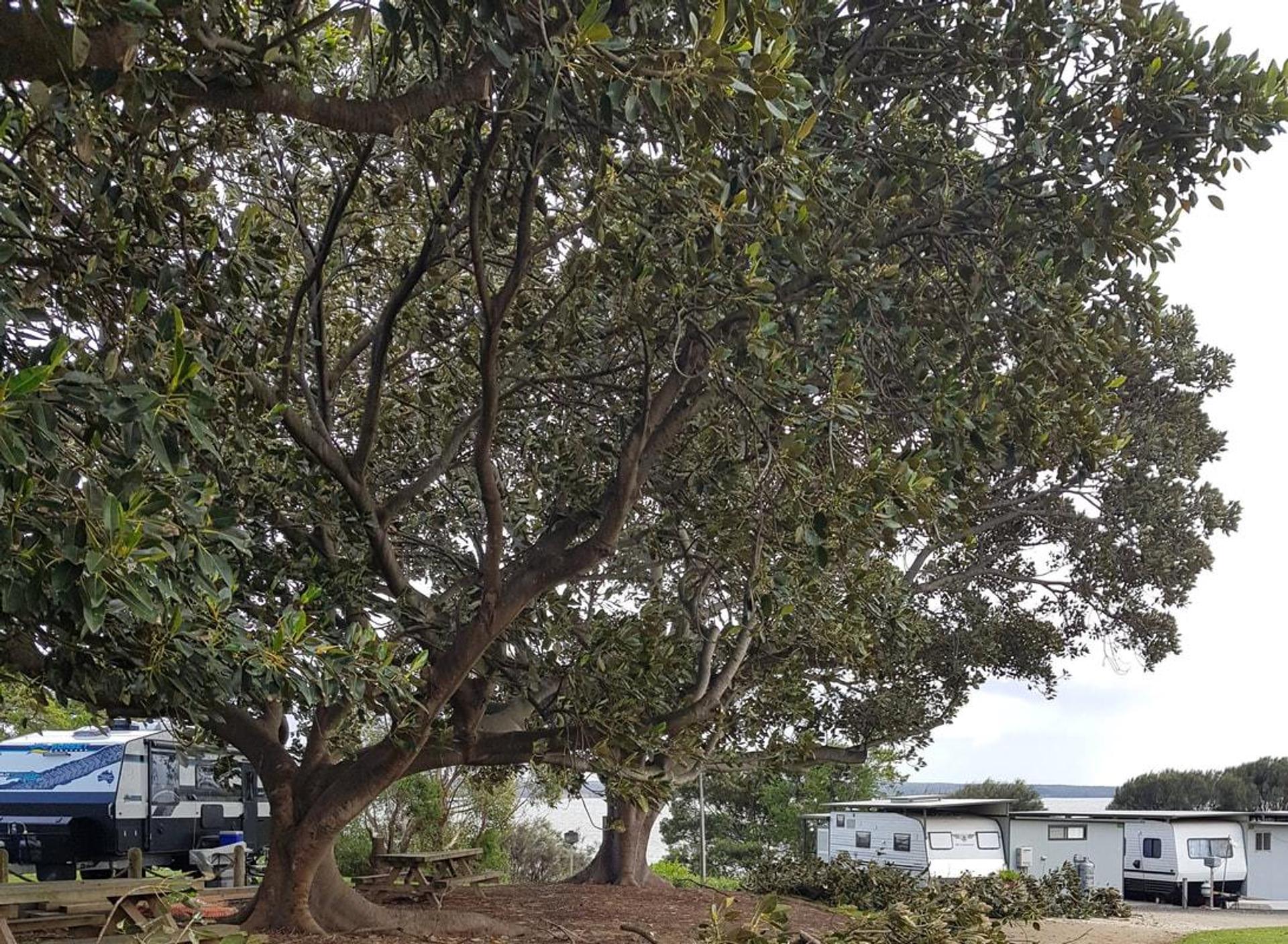Corinella Foreshore Caravan Park - 1