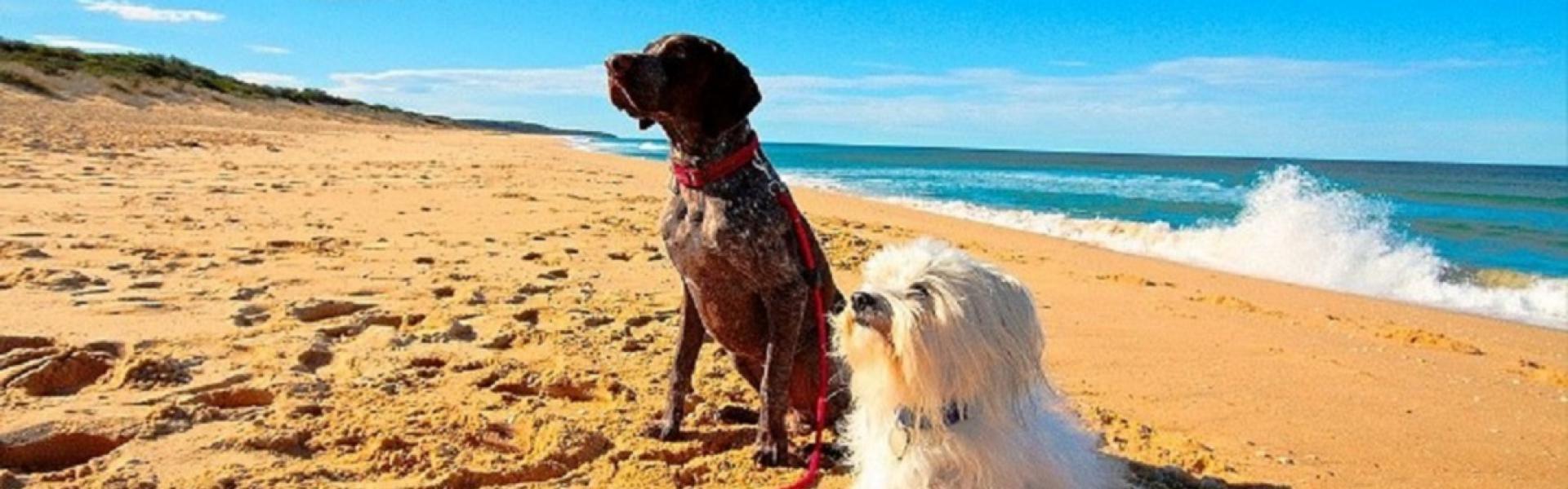 Prime Tourist Park - Adult Only & Pet Friendly