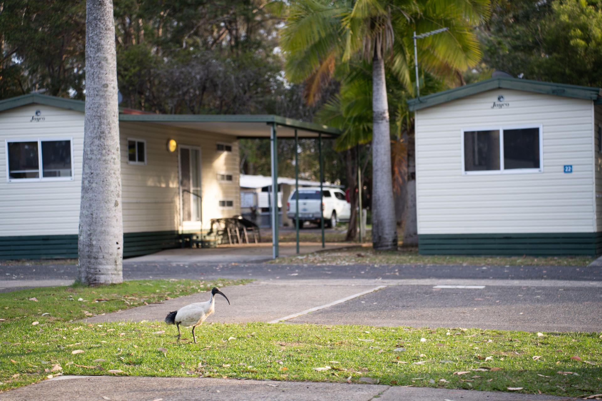 Reflections Holiday Parks - Coffs Harbour Holiday Park - 3