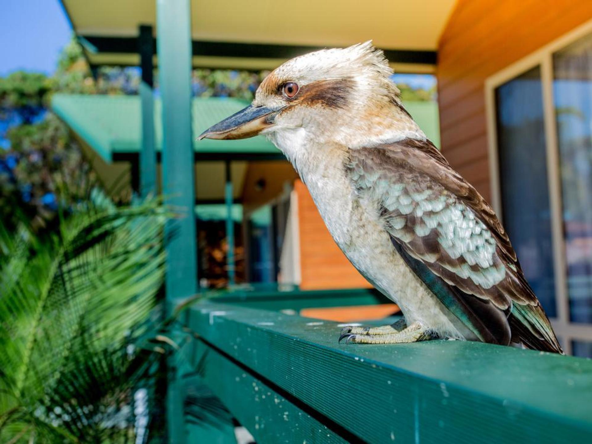 BIG4 Moruya Heads Easts Dolphin Beach Holiday Park - 4