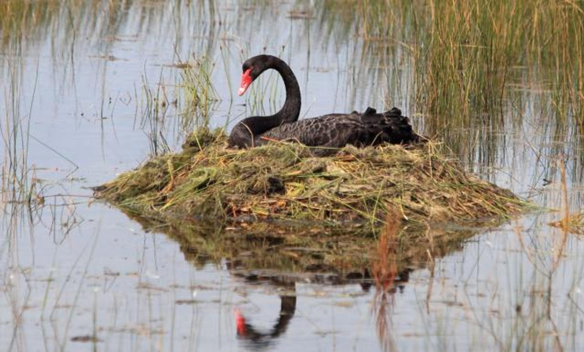 Holiday Haven Swan Lake - 1