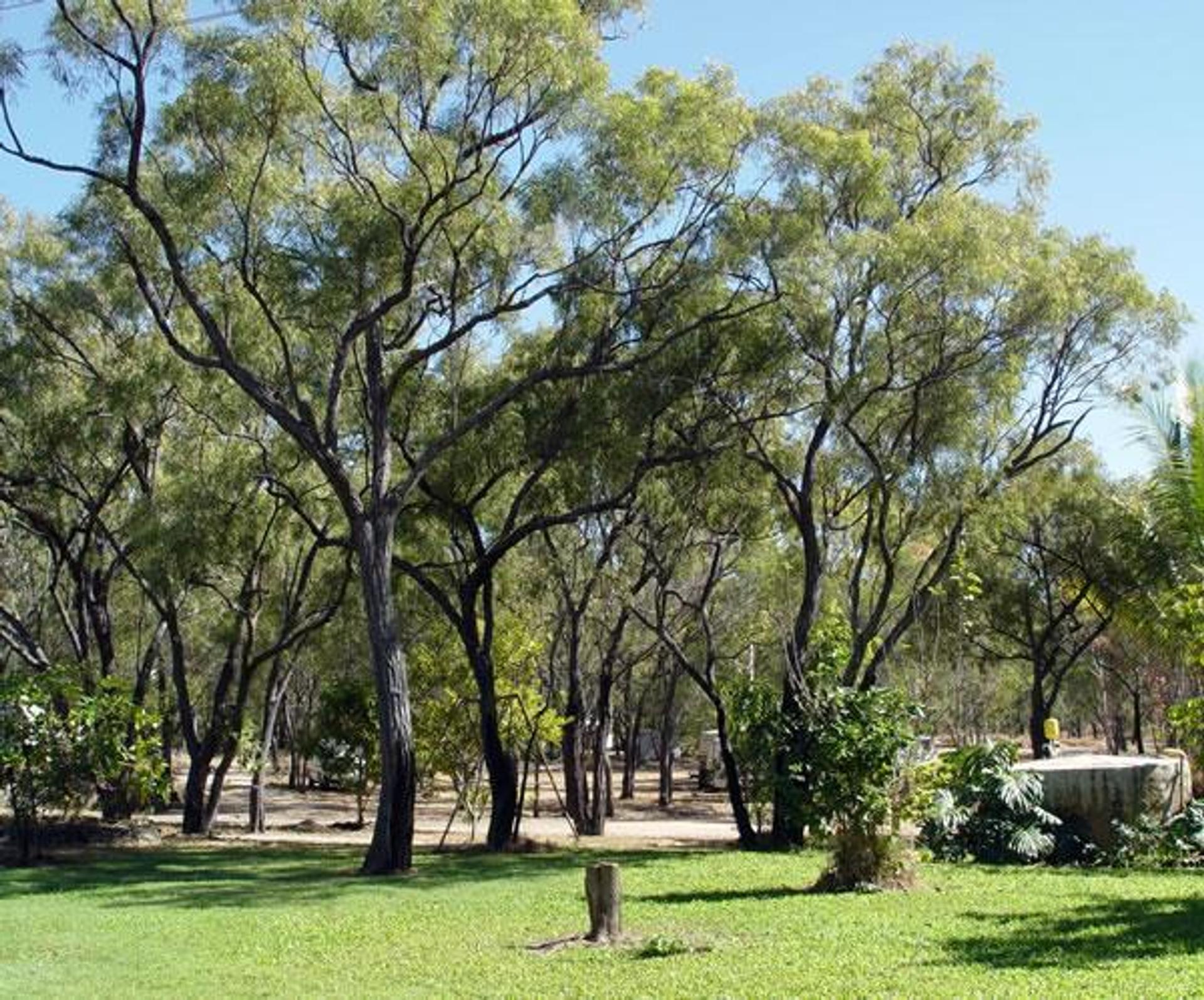 Mount Carbine Caravan Park - 2