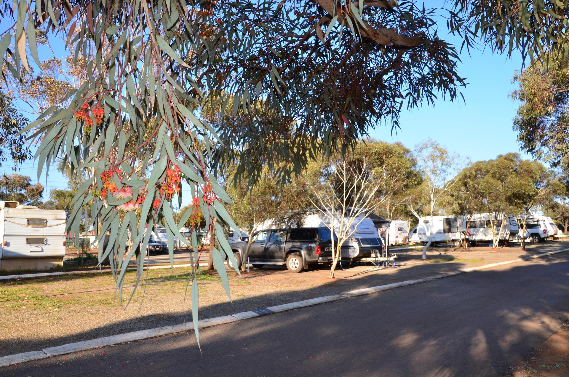 Morawa Caravan Park - 1