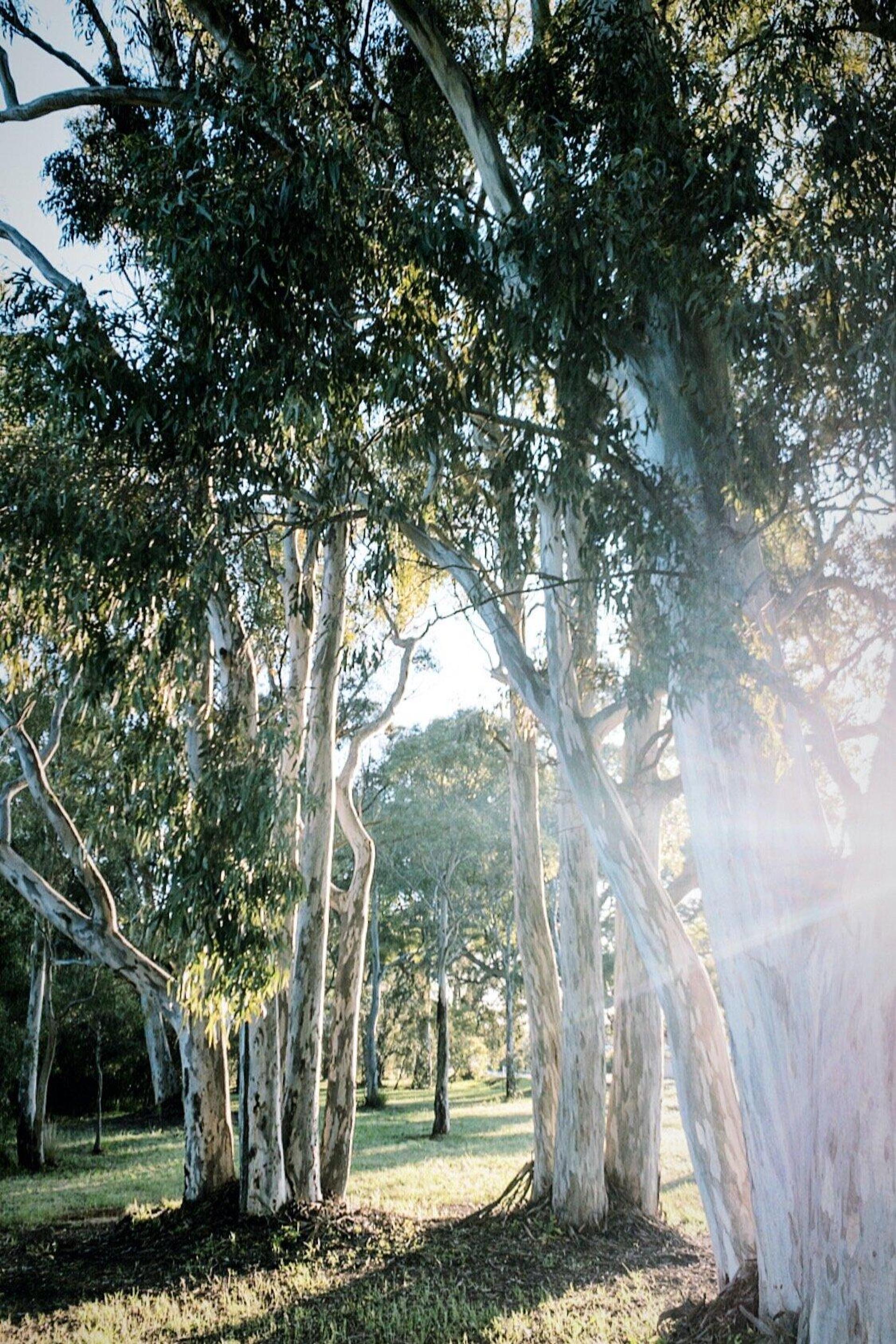 The Park Jamestown - 1