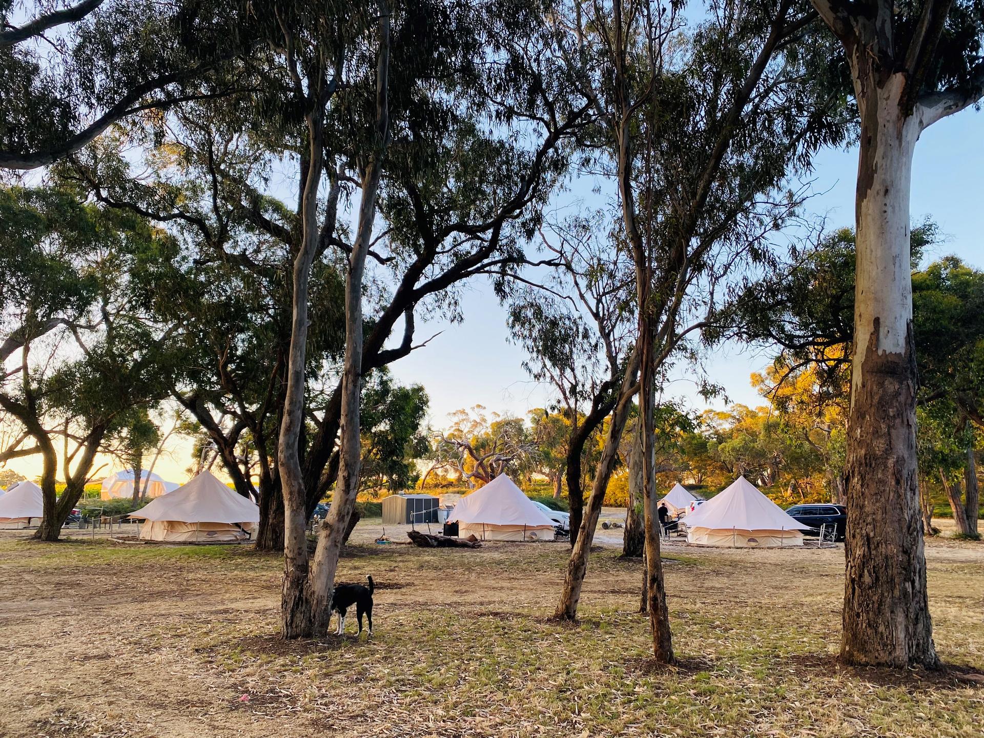 Coonawarra Bush Holiday Park - 2
