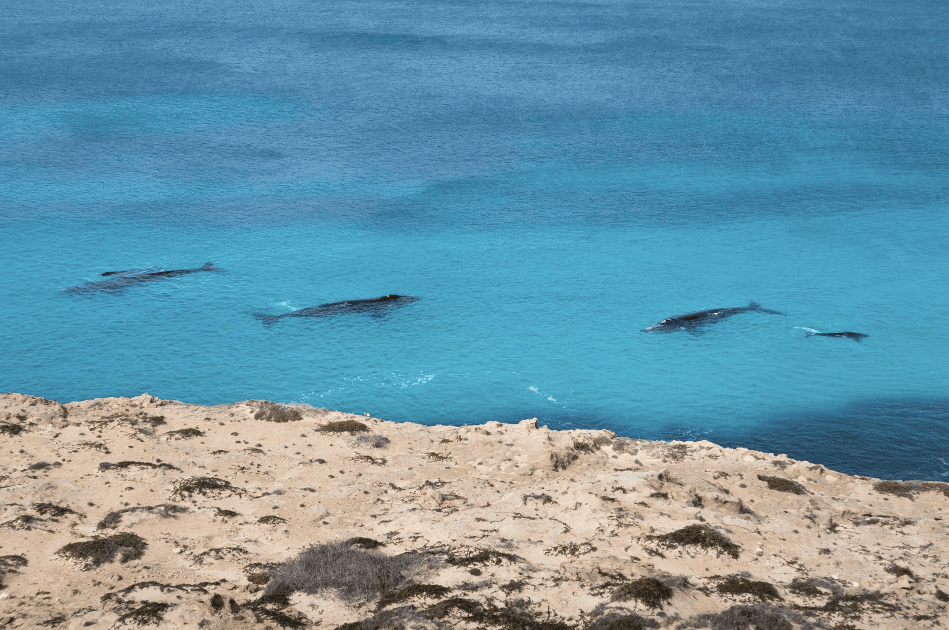 Ceduna Foreshore Caravan Park - 5