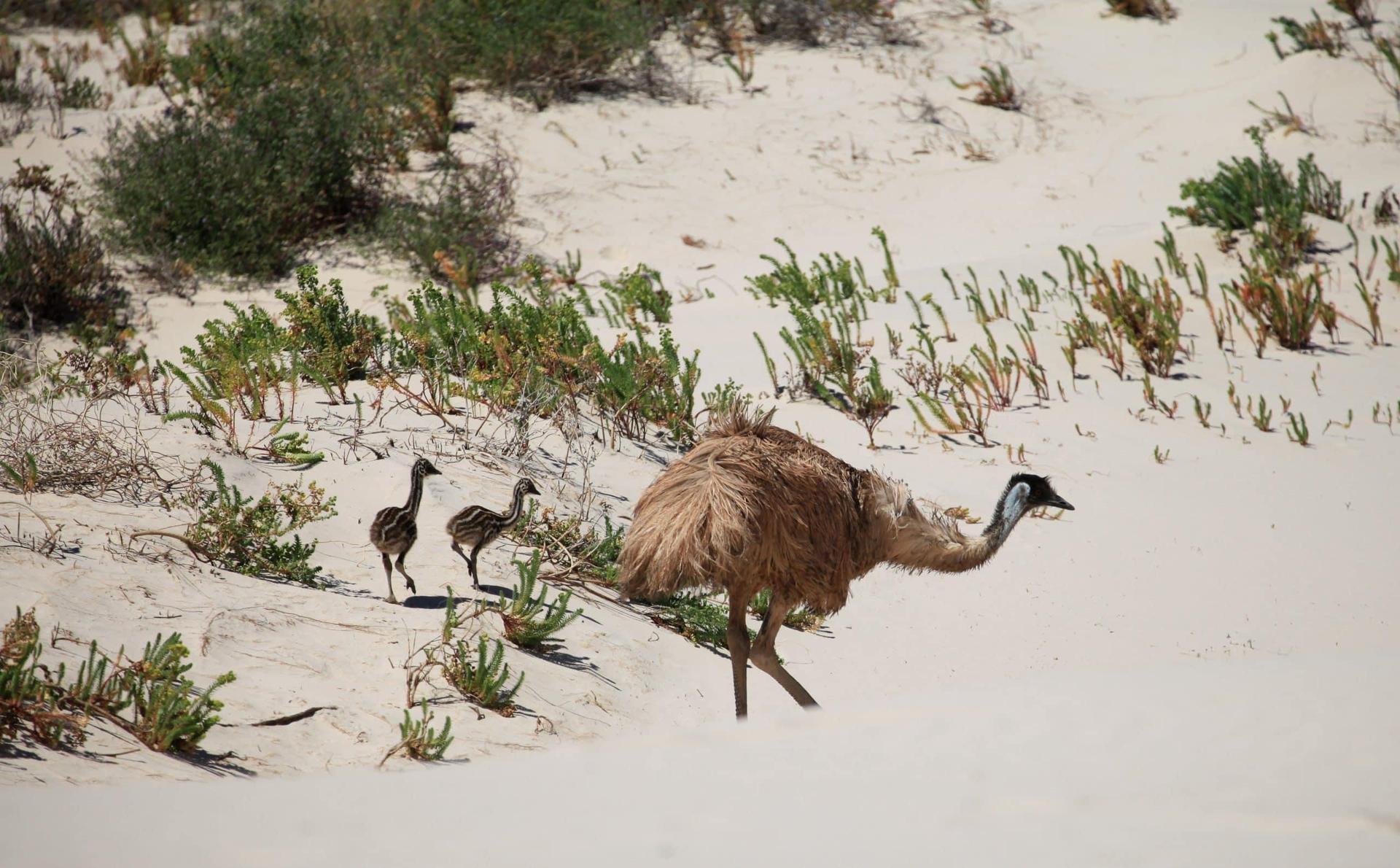 Ceduna Foreshore Caravan Park - 4