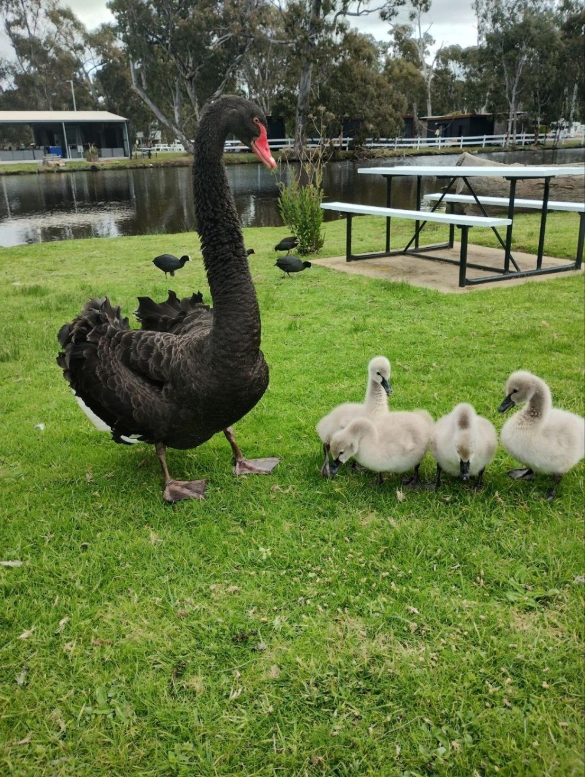 Stawell's Grampians Gate Caravan Park - 3