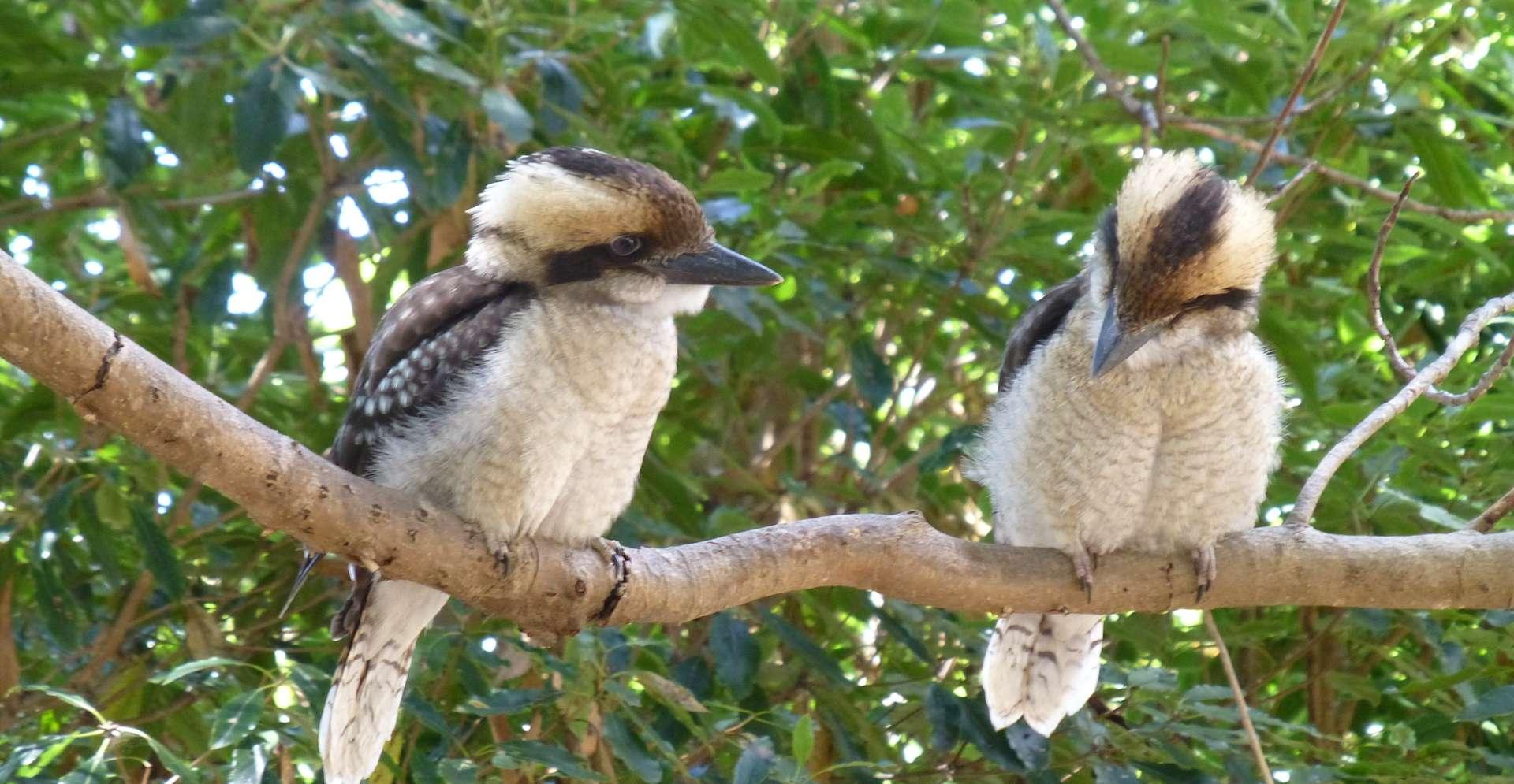 Kookaburra Camping & Caravan Park