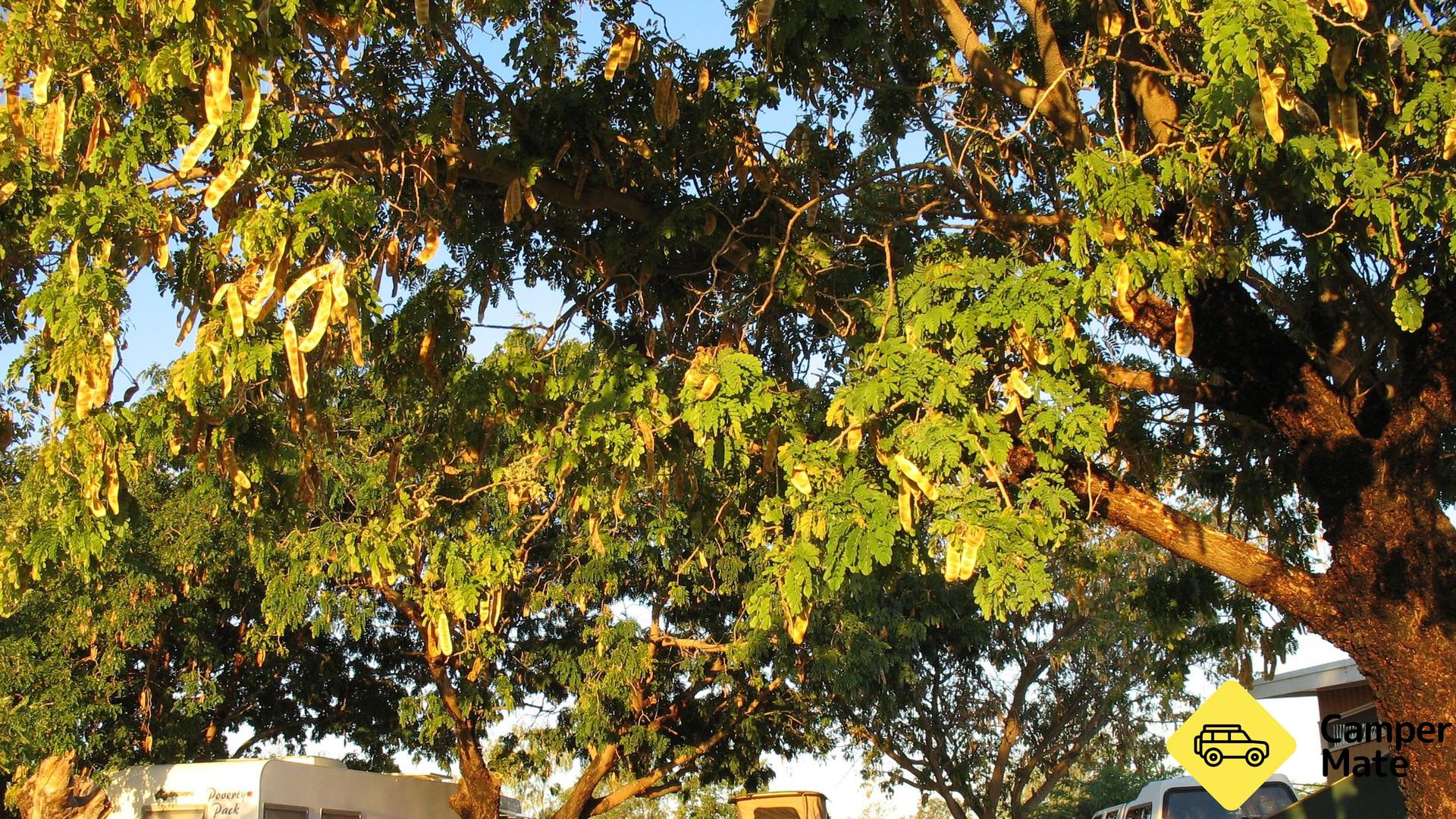 Windorah Caravan Park - 3