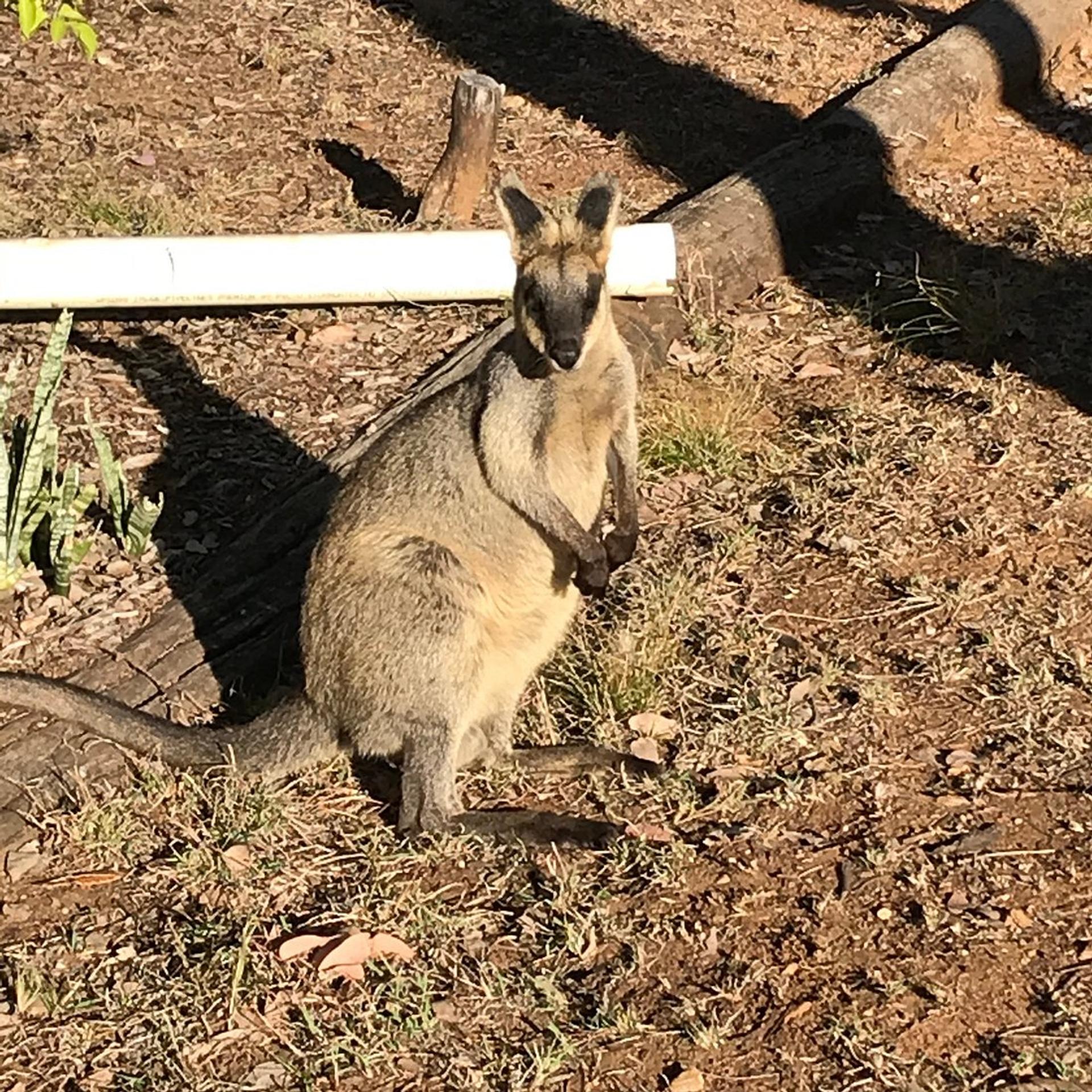 Gemseekers Caravan Park - 1