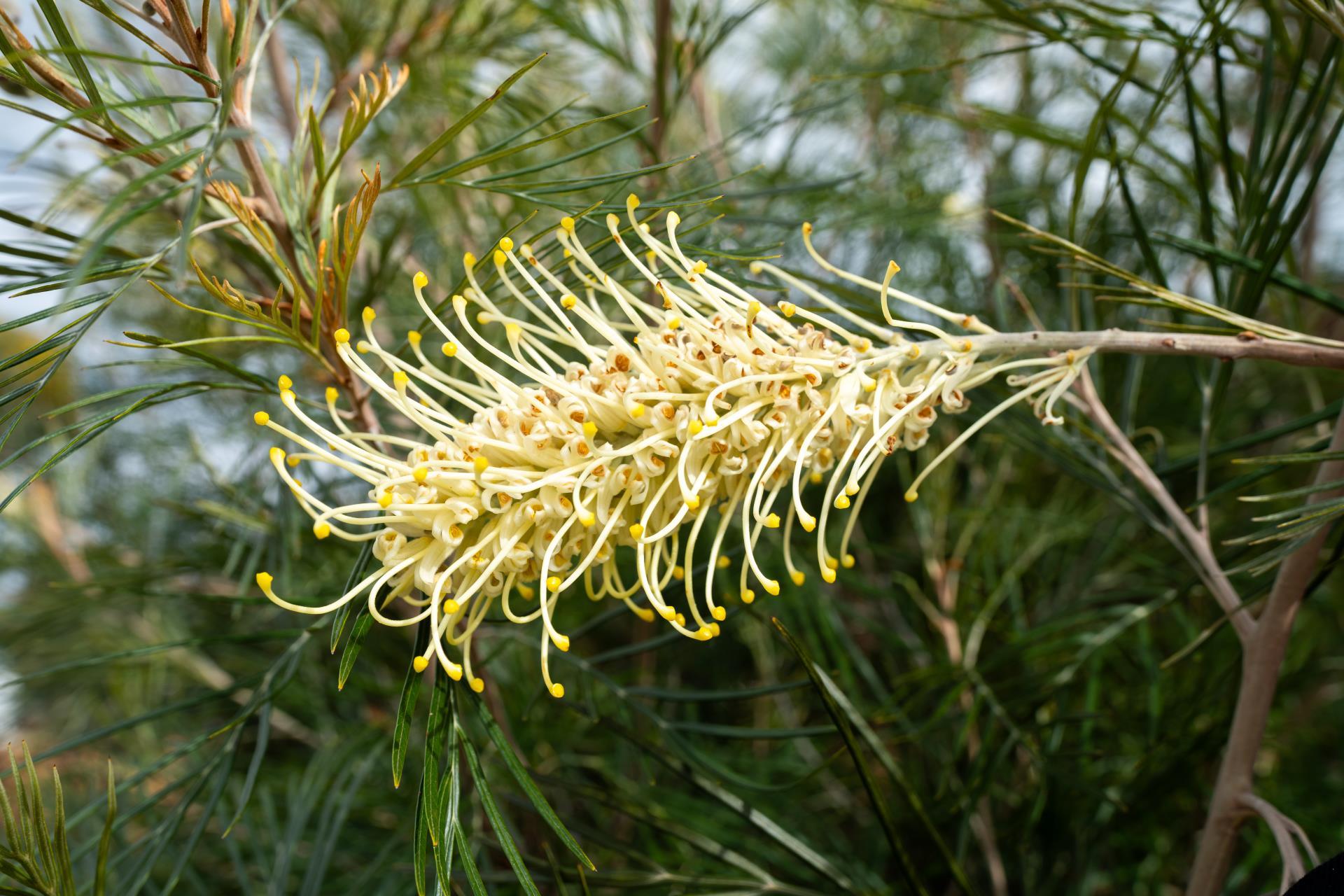 Woodanilling Caravan Park - 2